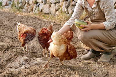 Woman feeding hens in the farm. free-grazing domestic hen in traditional free range poultry farm. 