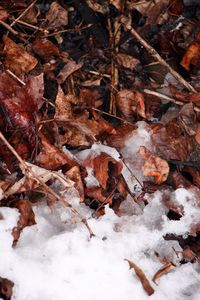 High angle view of dry leaves on snow covered field