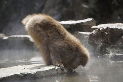 Monkey in a lake