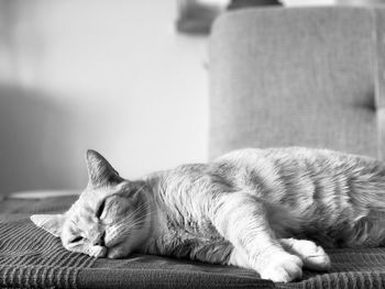 Cat sleeping on sofa