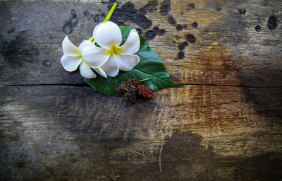 High angle view of white flowering plant on table