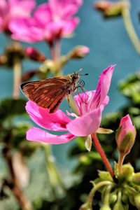 Close-up of butterfly pollinating on pink flower