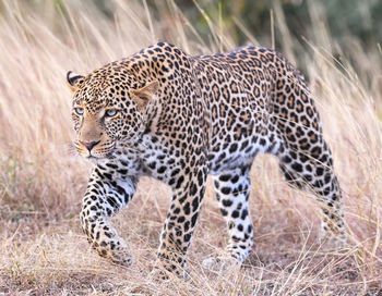 Full length of a cat