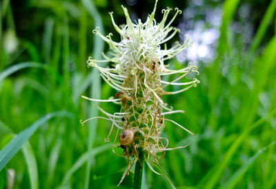 Close-up of plant