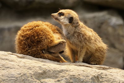 Meerkat relaxing on rock
