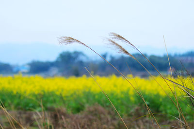 Close-up of crops growing on field against sky