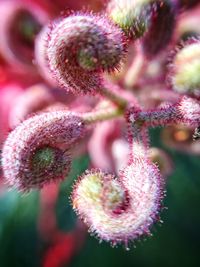 Close-up of pink flowers