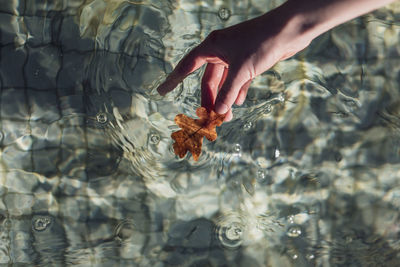 Cropped hand of woman holding leaf in swimming pool