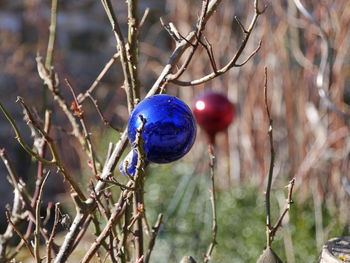 Close-up of bird perching on branch