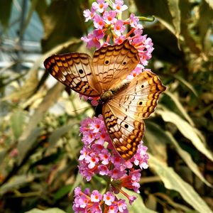 Close-up of butterfly perching on flower