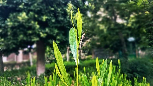 Close-up of plants growing on field