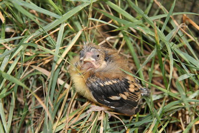 High angle view of a bird on field