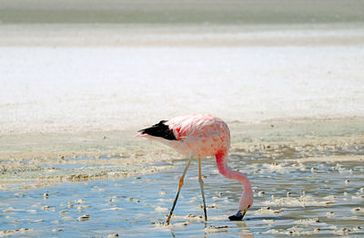 Side view of a bird on beach