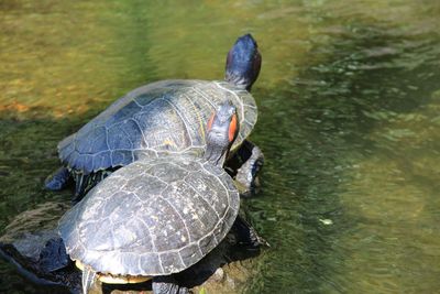 Close-up of turtle in water