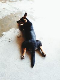 High angle view of black dog sitting outdoors