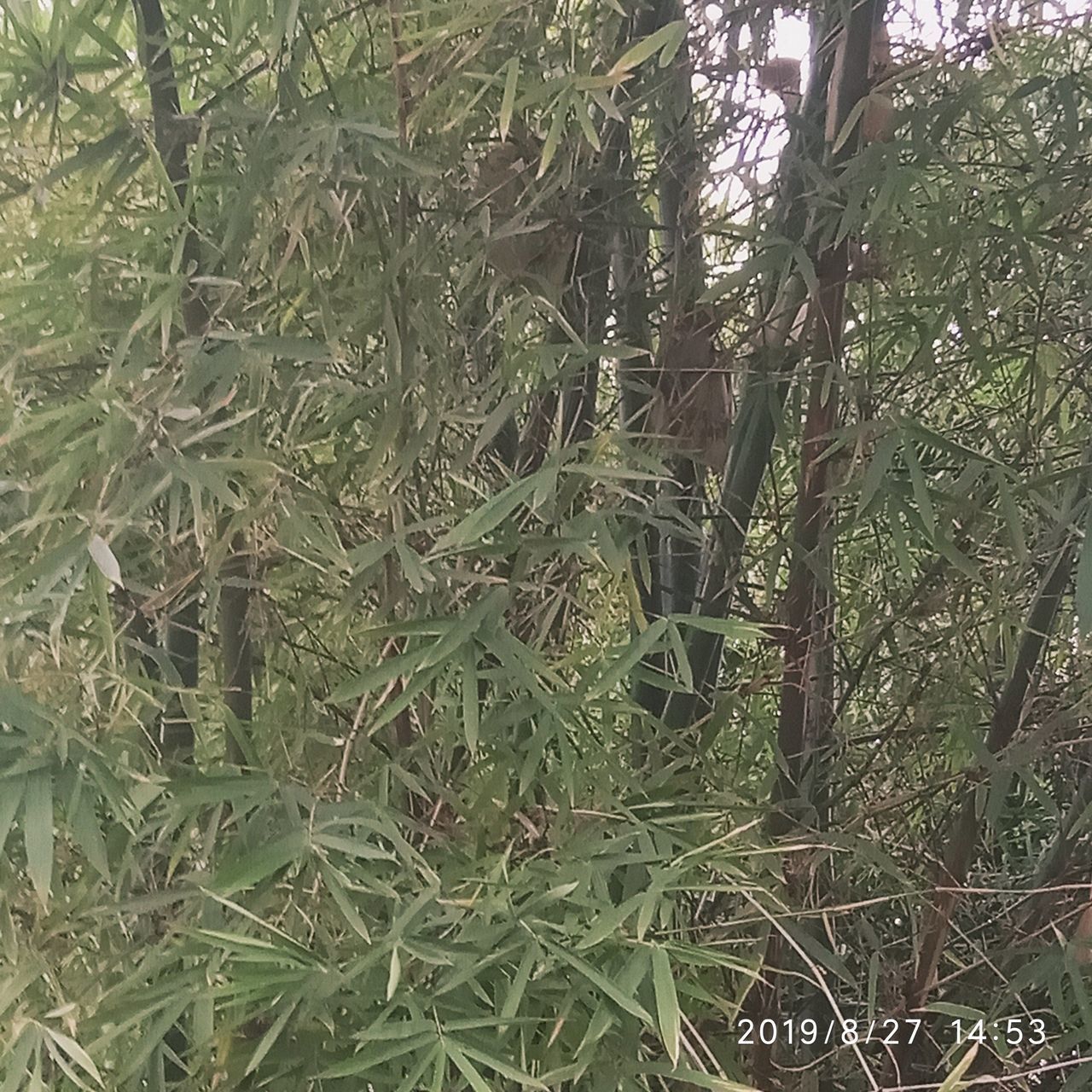 CLOSE-UP OF BAMBOO TREES