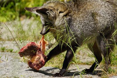 Side view of a bat-eared fox with catch