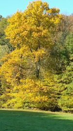 Scenic view of trees