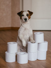 Portrait of dog with toilet papers roll