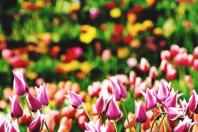 Close-up of pink flowers blooming outdoors