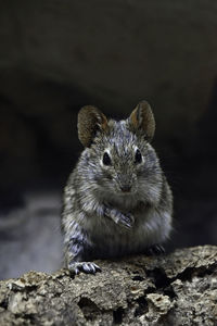 Close-up portrait of mouse on rock