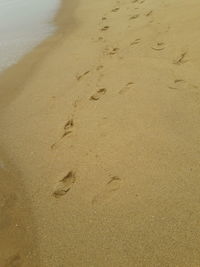 High angle view of footprints on wet sand at beach