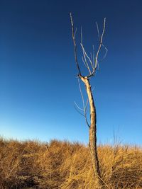 Bare tree against clear blue sky