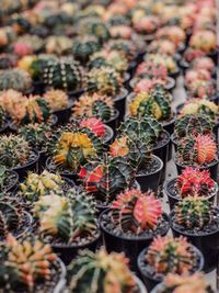 Close-up of plants