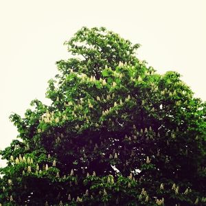 Low angle view of trees