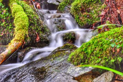 View of waterfall in forest