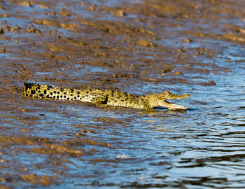 Alligator swimming in lake