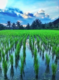 Scenic view of rice field against sky