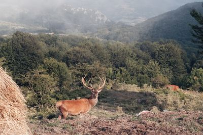 View of deer on field by mountain