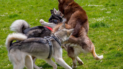 Two dogs on field