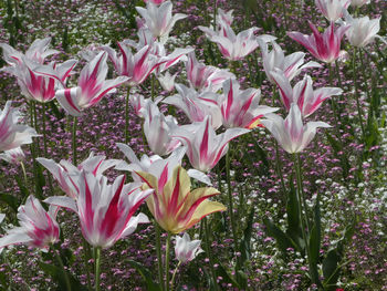 Close-up of pink flowers