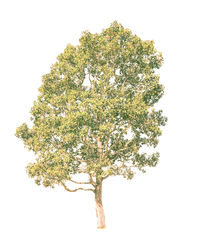 Close-up of tree against white background