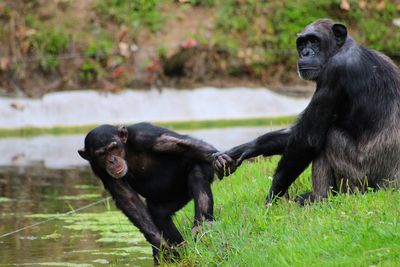 Monkeys on grass