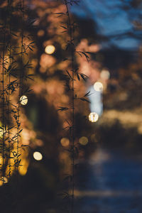 Close-up of illuminated plants against sky at dusk