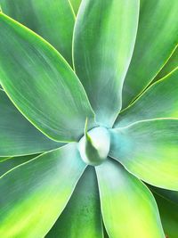 Full frame shot of plant