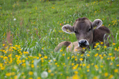 Portrait of sheep on field