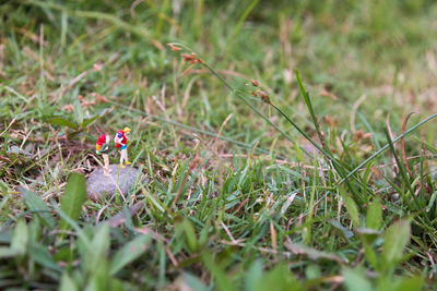 Close-up of snake on field