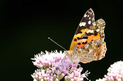 Close-up of butterfly pollinating on pink flower