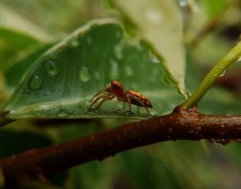 Close-up of insect on leaf