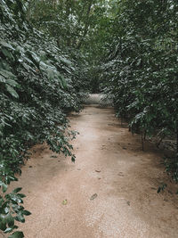 View of footpath in forest