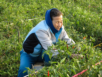 Senior farmer harvesting hot red peppers in the garden