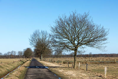 Bare trees on field against clear sky