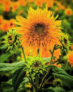 Close-up of sunflower