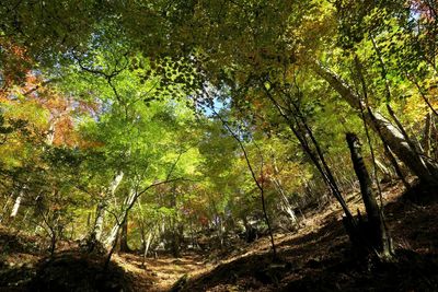 Trees in forest