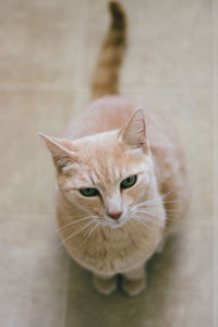 Portrait of cat on footpath