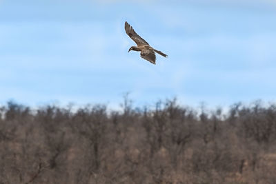 Low angle view of bird flying in the sky
